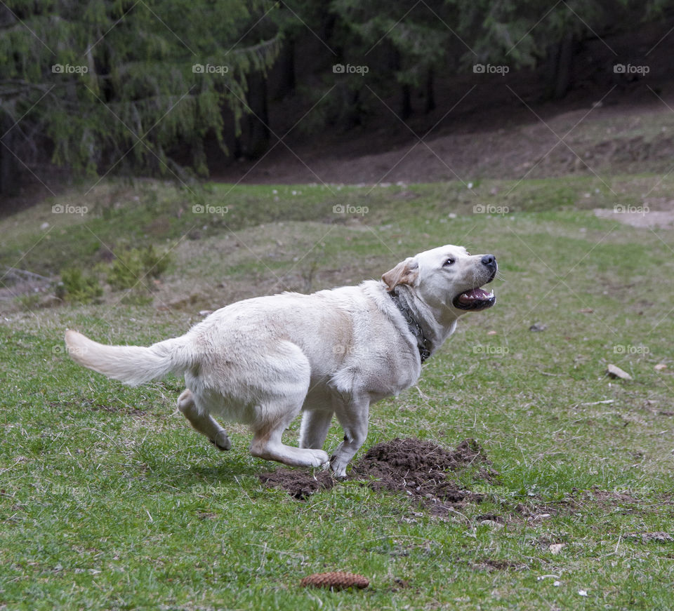 Dog playing outdoor 