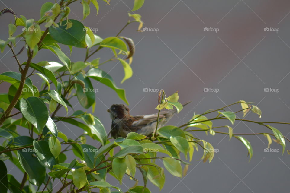 little bird in a tree