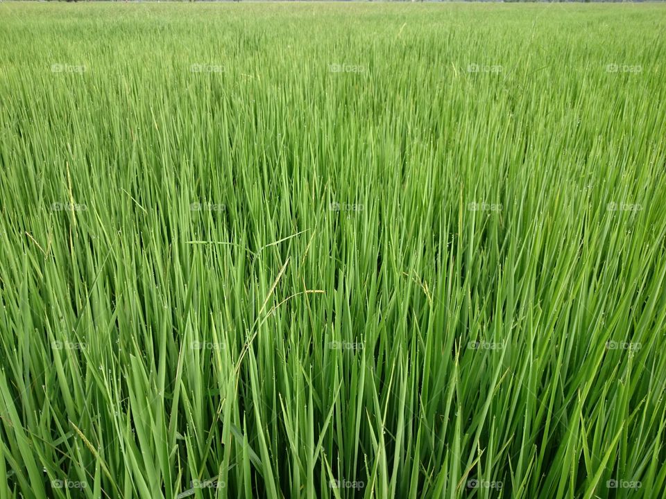paddy field green rice. paddy field green rice wallpaper