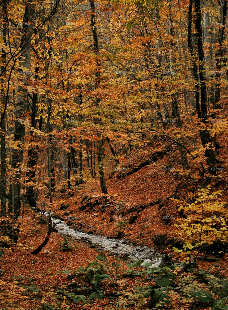 italy tree trees leaves by kuzeytac