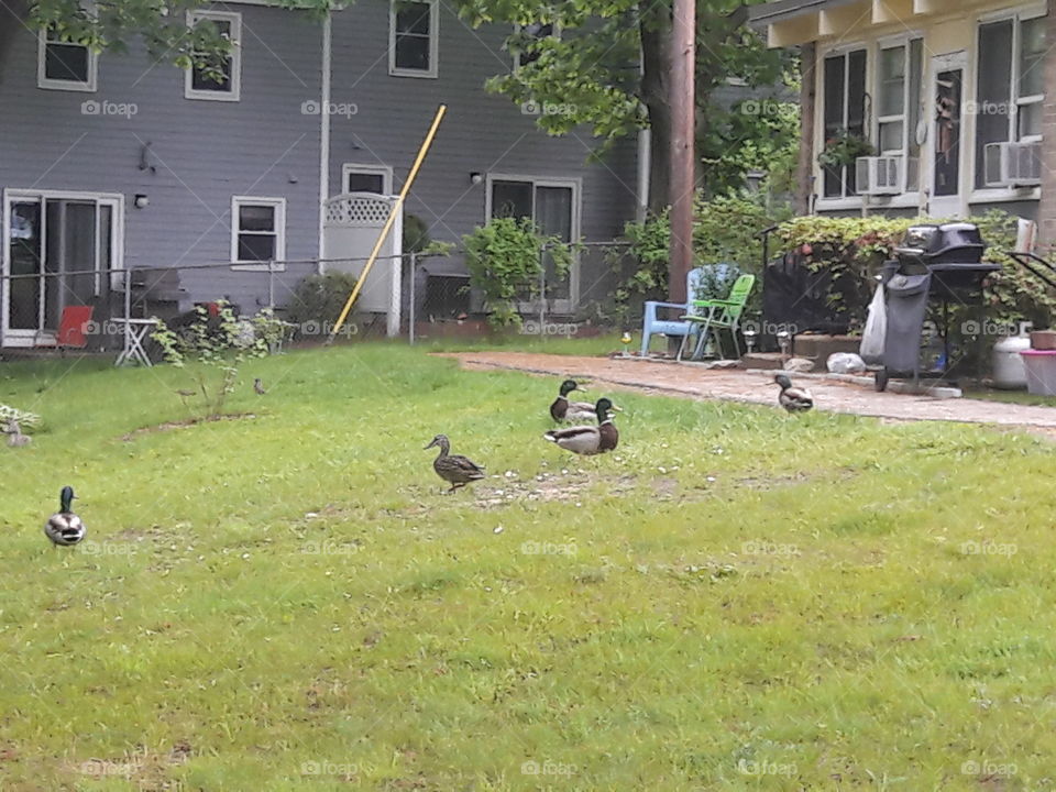 mingling ducks