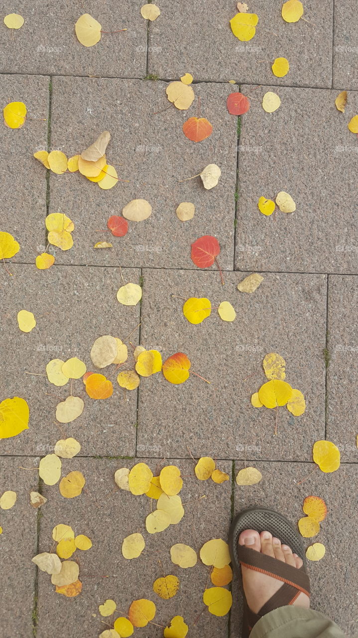 Fall leaves, sidewalk, foot
