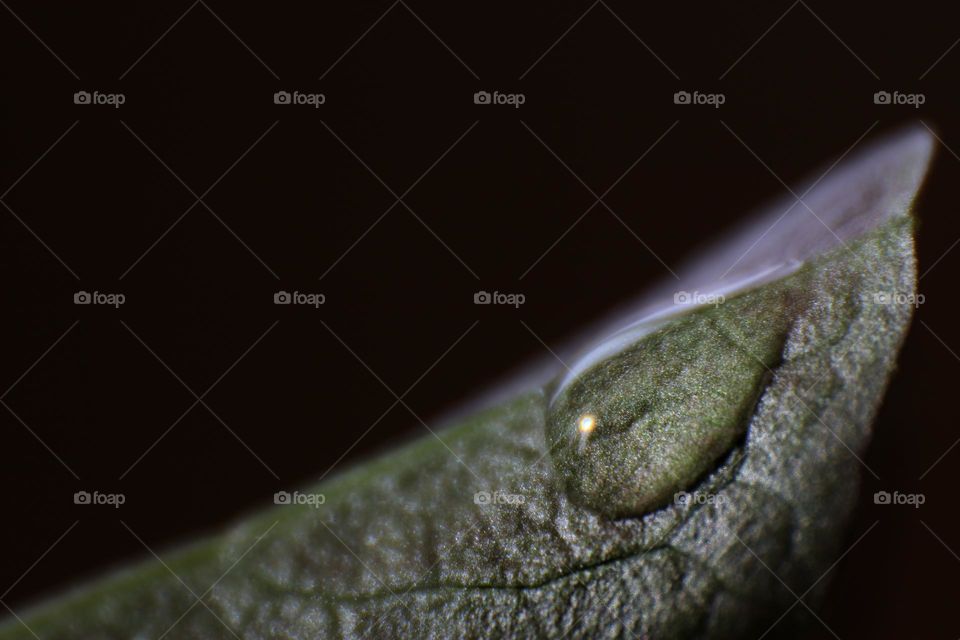 Macro photo of a water drop on a green lettuce leaf