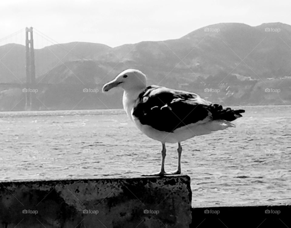 San Francisco Seagull