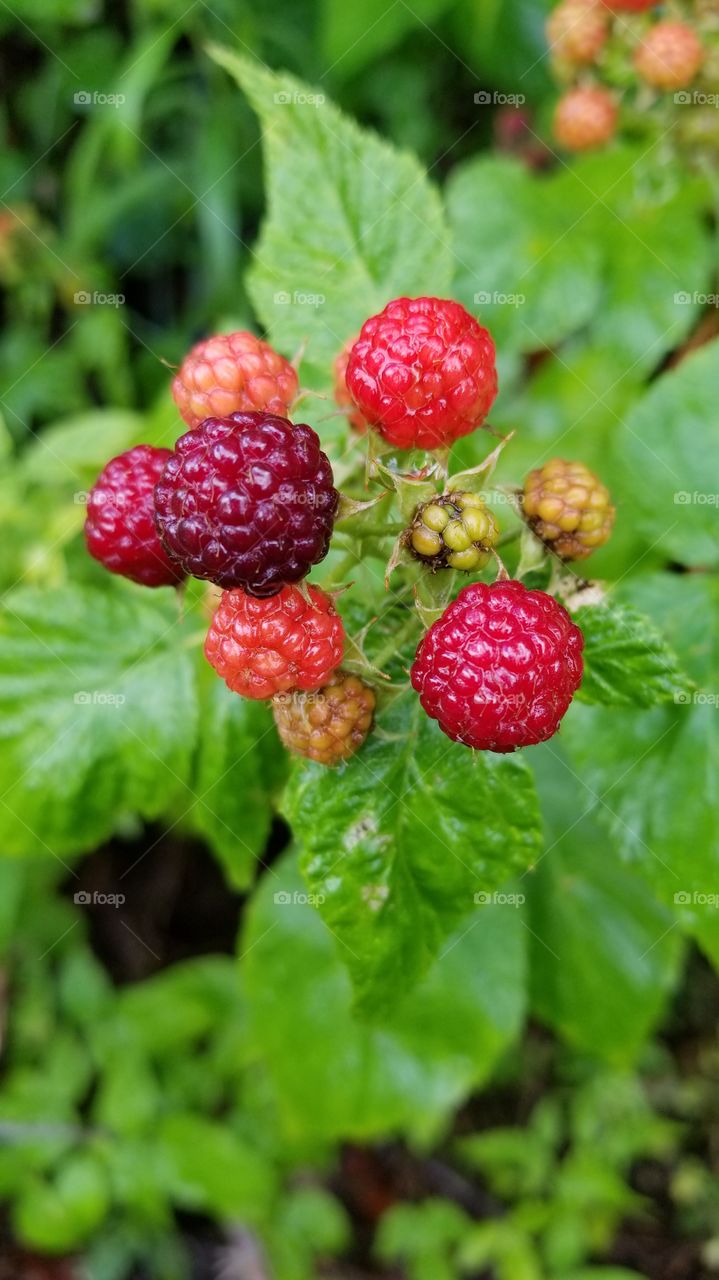 Wild Berries