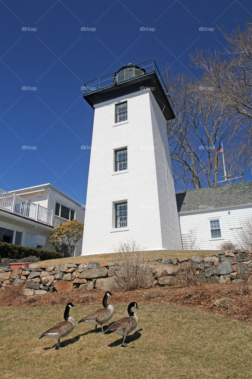 Hospital Point Lighthouse and geese
