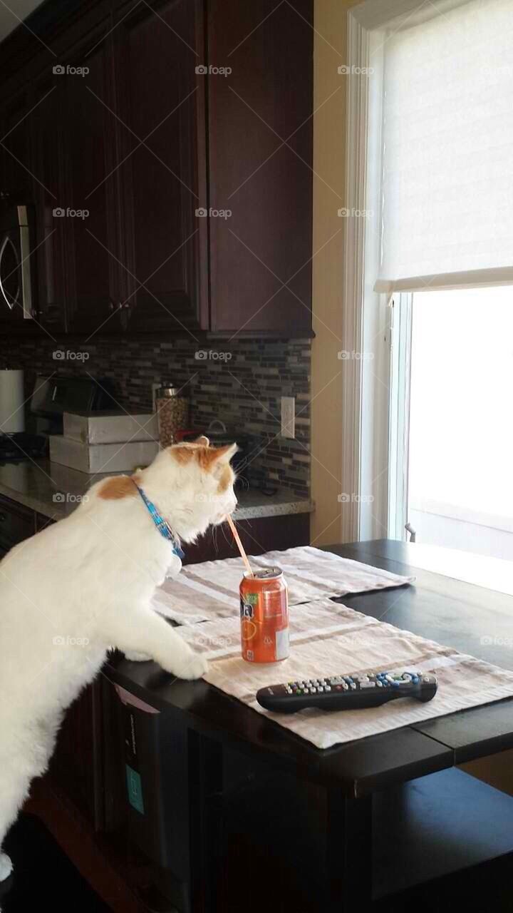 Cat sipping soda