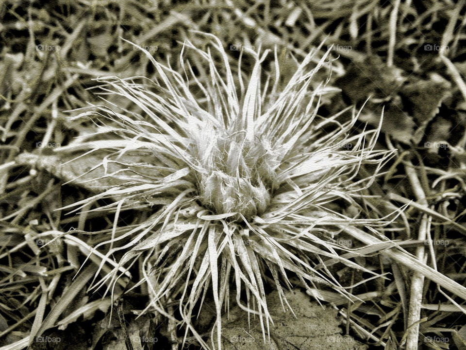 flowers garden gordy nodrog by gordynodrog