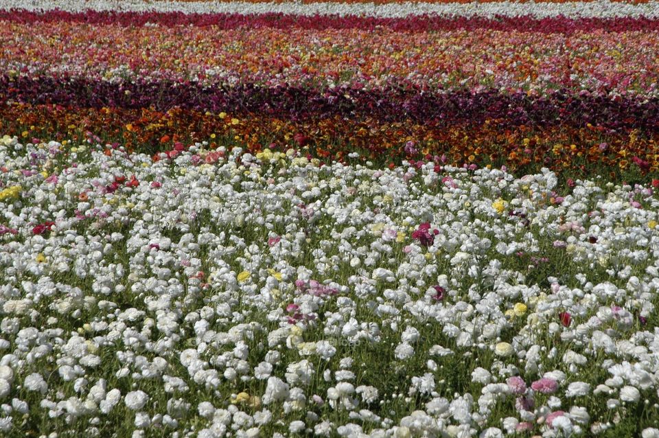 Such a beautiful view! Carlsbad Flower-field CA