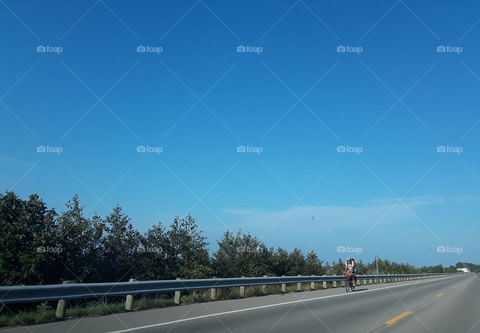 treetops on lake erie's edge