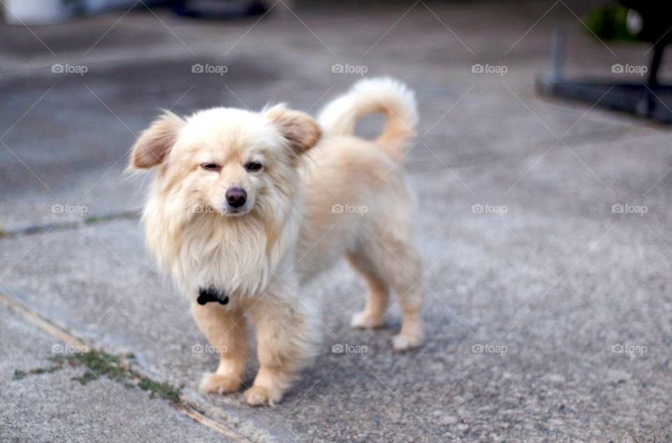 white dog toy pet by stephenkirsh