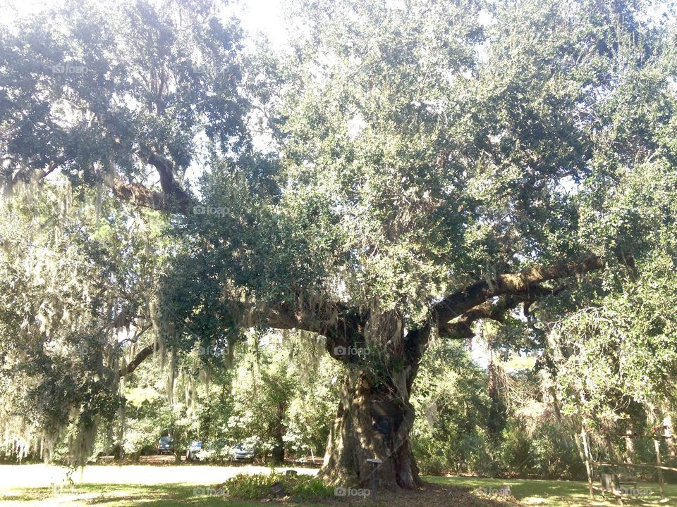 450 year old Live Oak