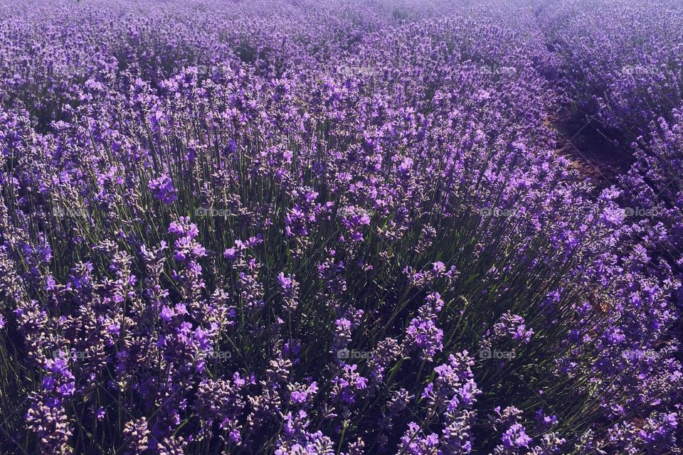 Close-up of lavender flowers