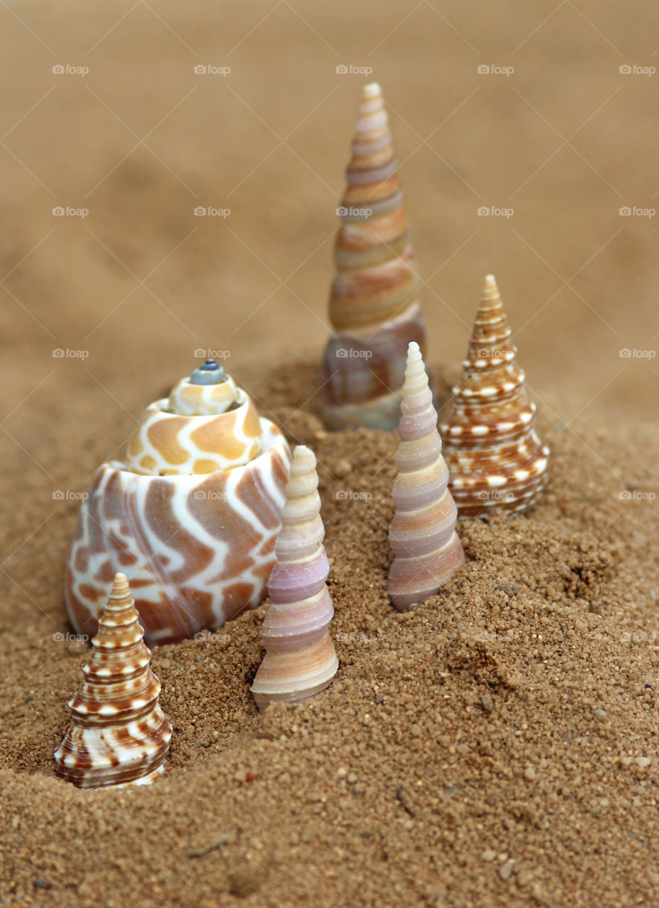 Conch shells and gastropod at the beach