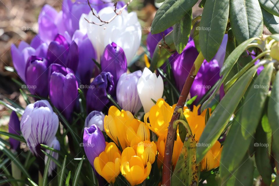Crocuses 