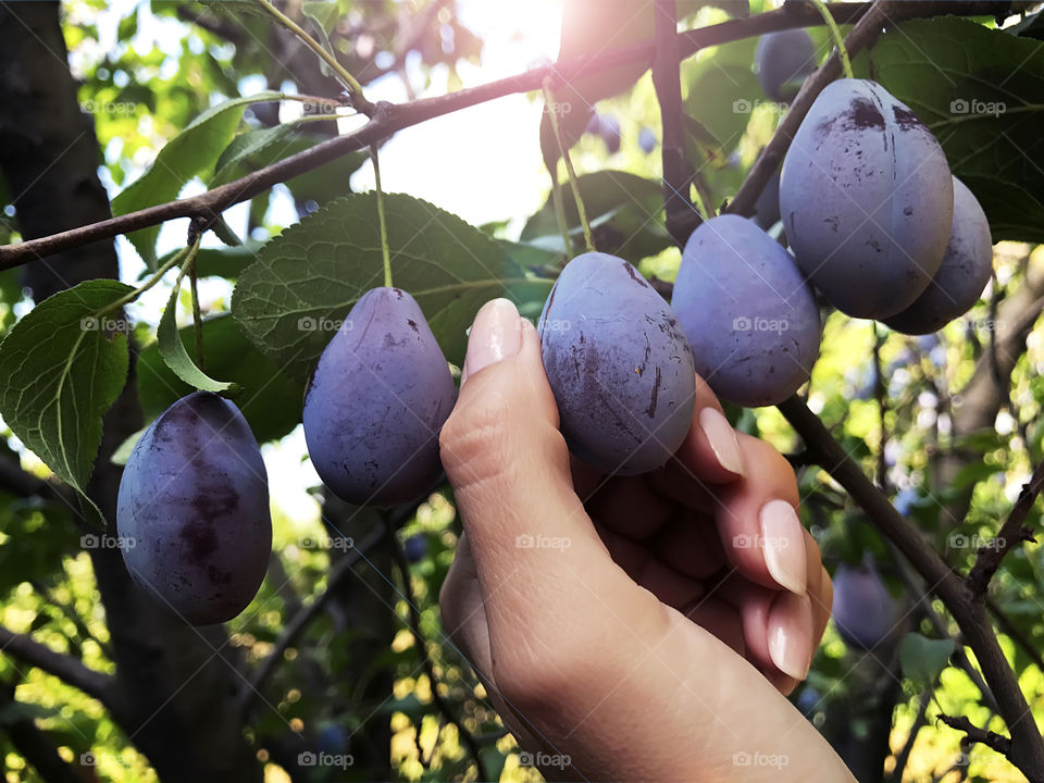 Female hand picking up fresh ripe plum from the tree in the garden 