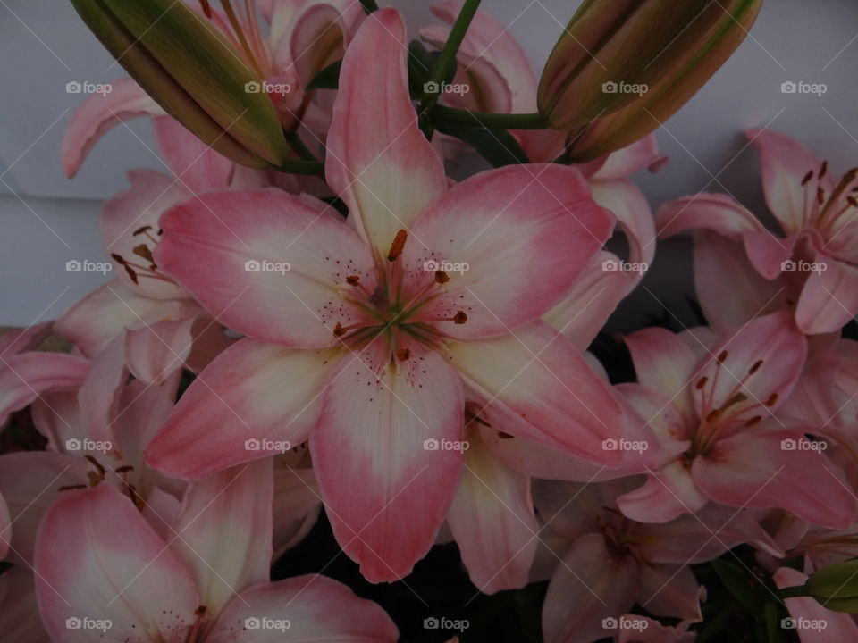 Pink Lily . Beautiful lilies in full bloom. 