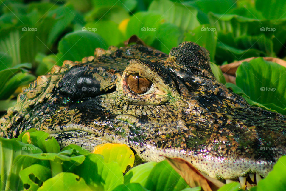 alligator's eyes