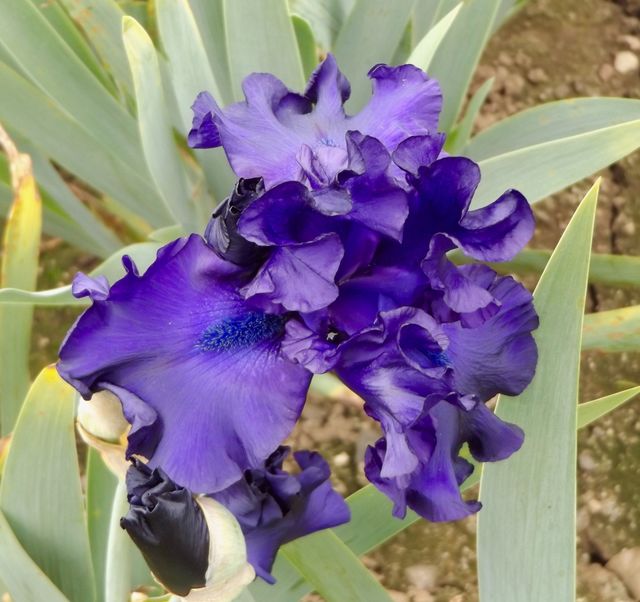 Purple Iris 