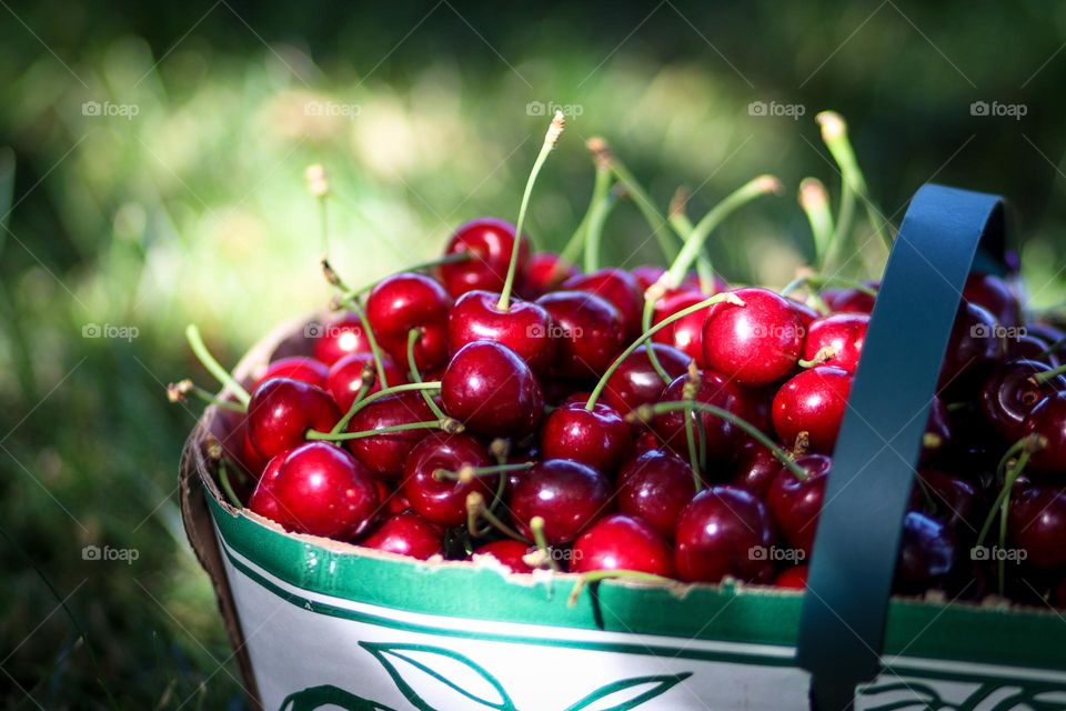 Busket with cherries