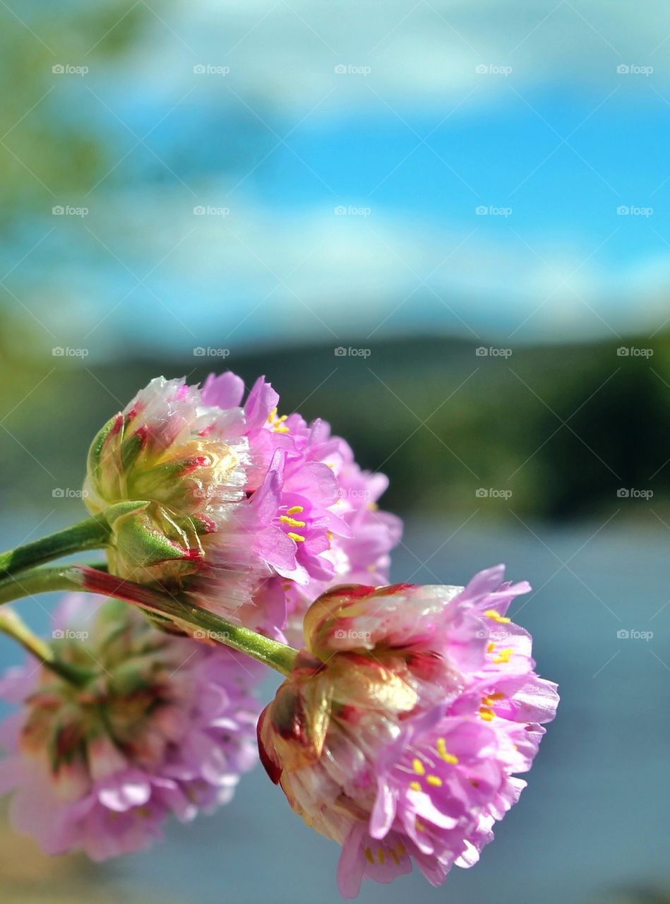 Extreme close-up of onion flower