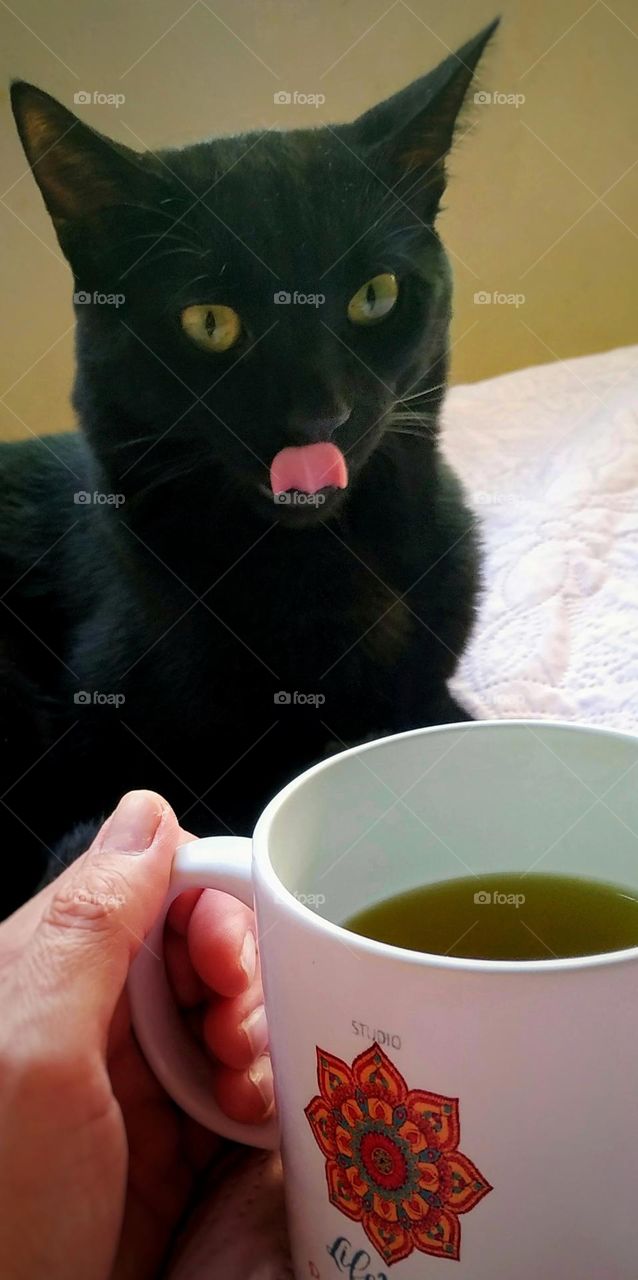 A kitten looking at a mug of tea that looks like it must taste really good and he wants to try it!
