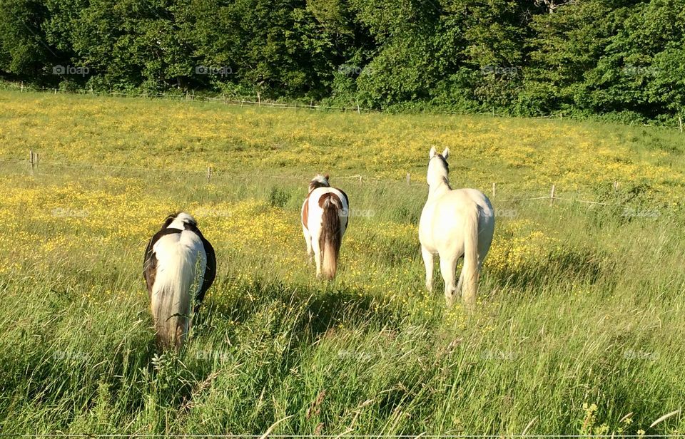 Horses in nature 