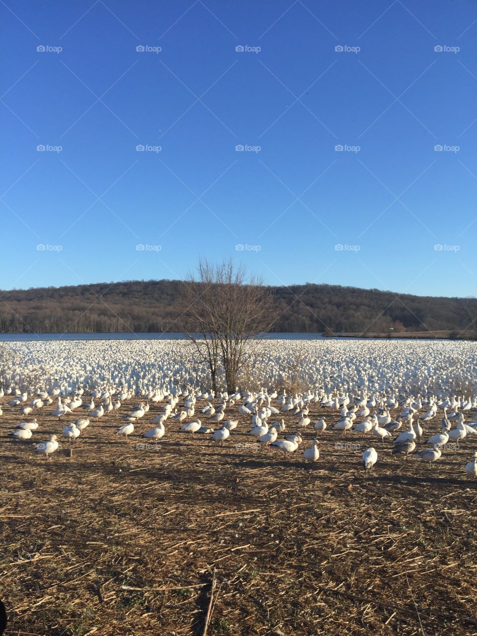 Snow geese what a beautiful sight looks like it snowed