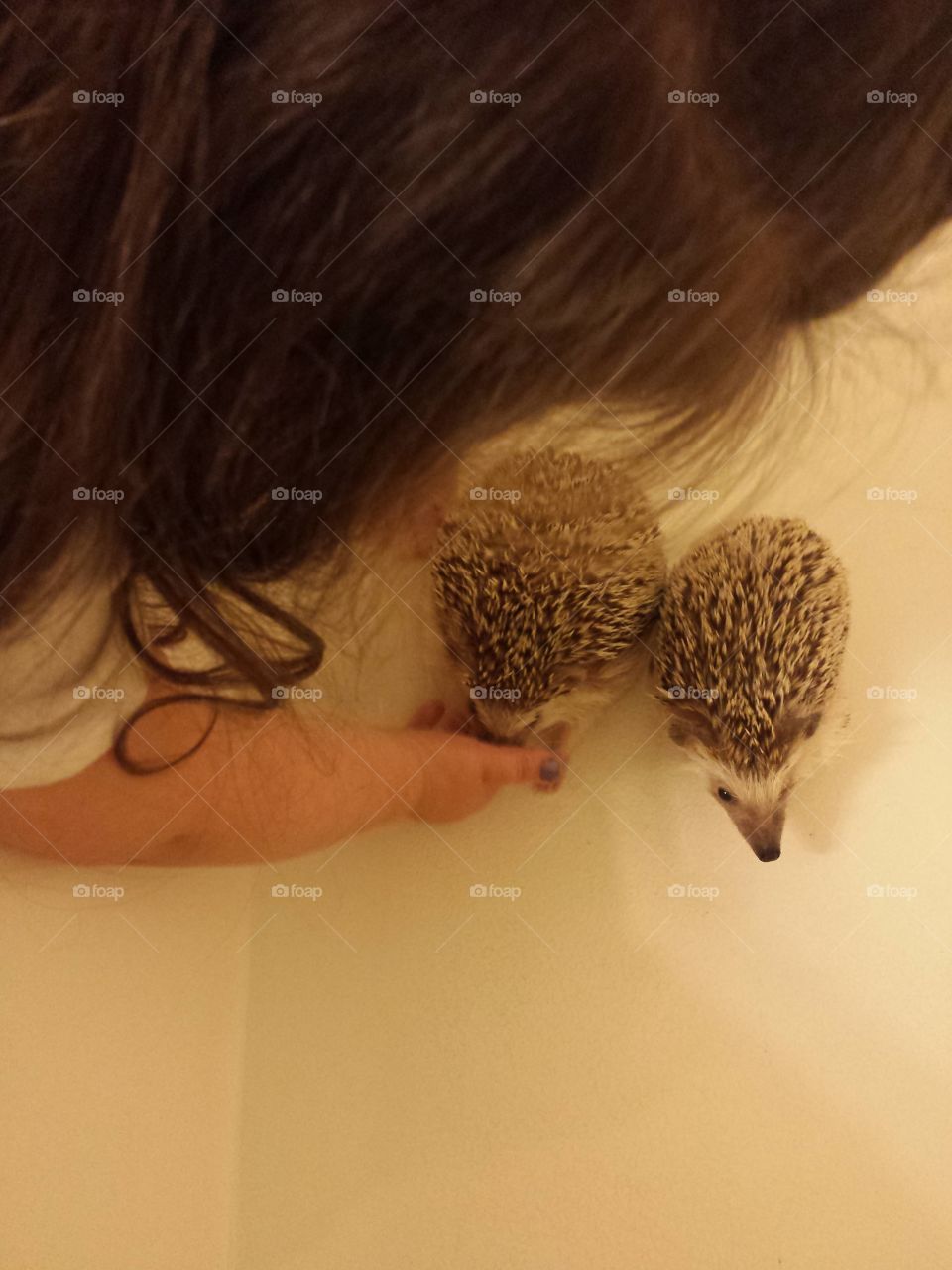 hedgie bathtime