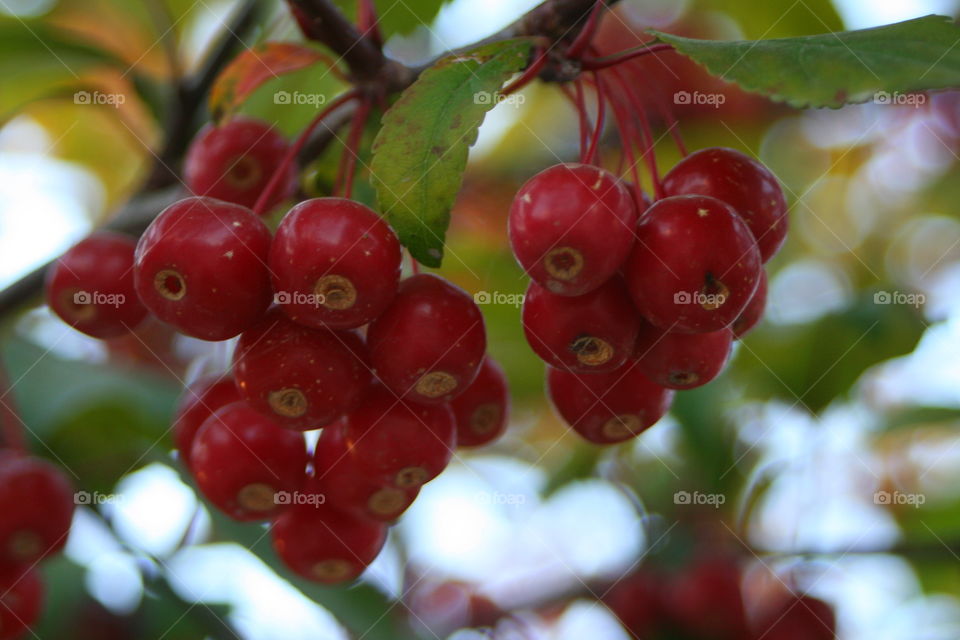 Autumn Red