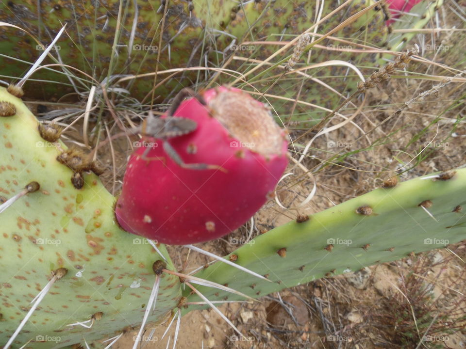 cactus bug 🐛. This is a picture of a cactus 🌵 growing in the bar ditch and a bug crawled on it. 👣 🚶 🏃 🔥 💨