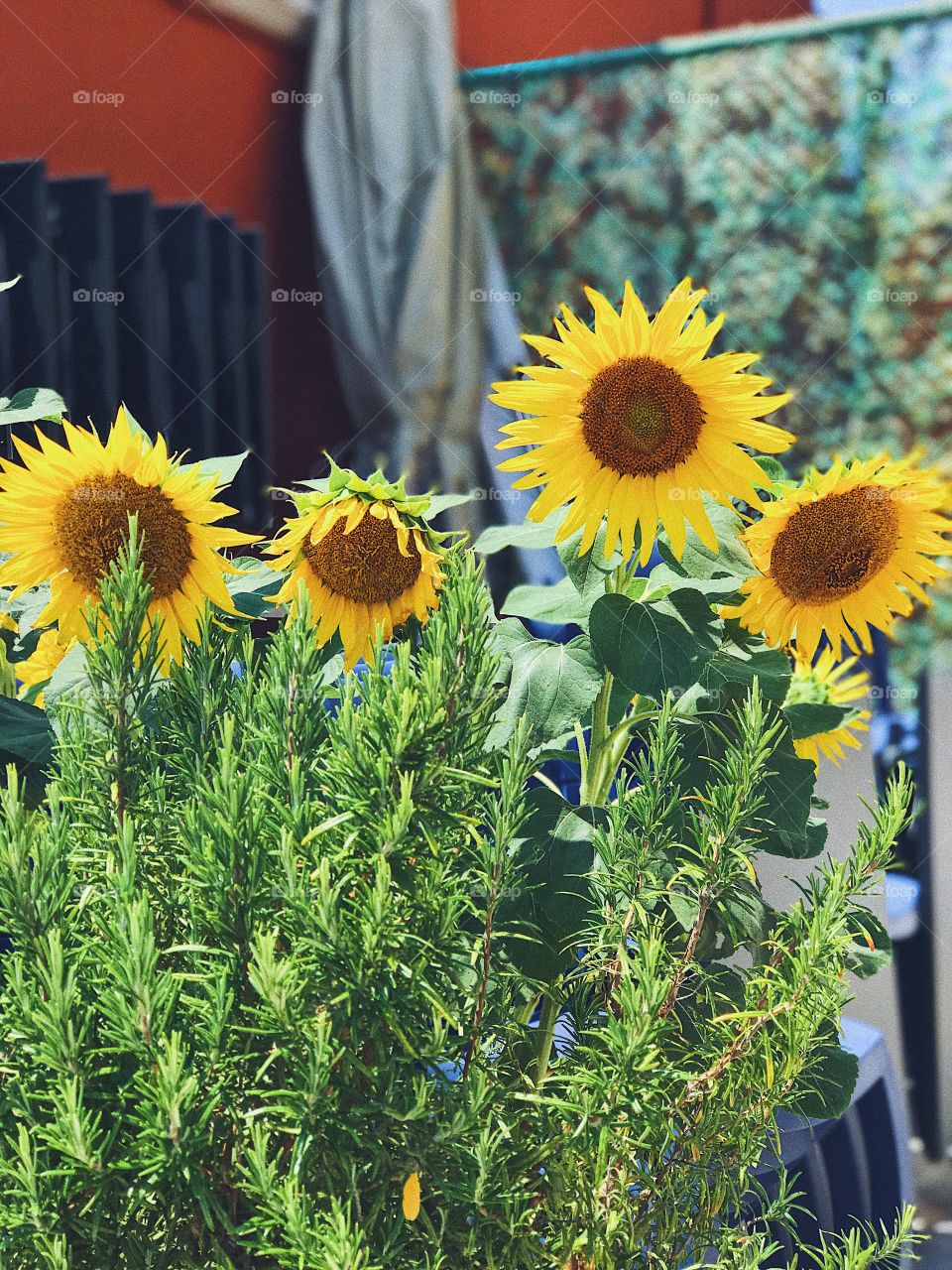 Sunflowers