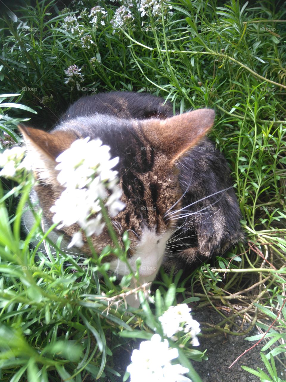 cat face hidden in flowers cute