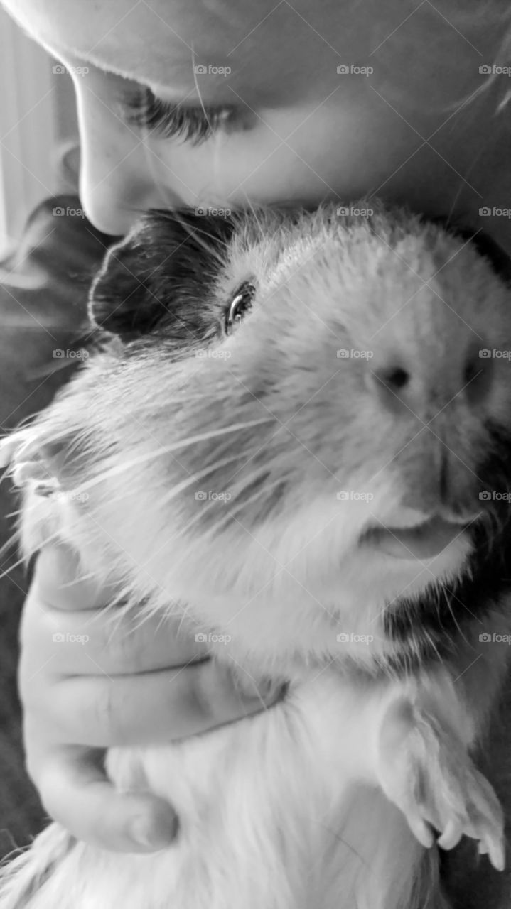 A little girl holds her pet guinea pig tight with love.