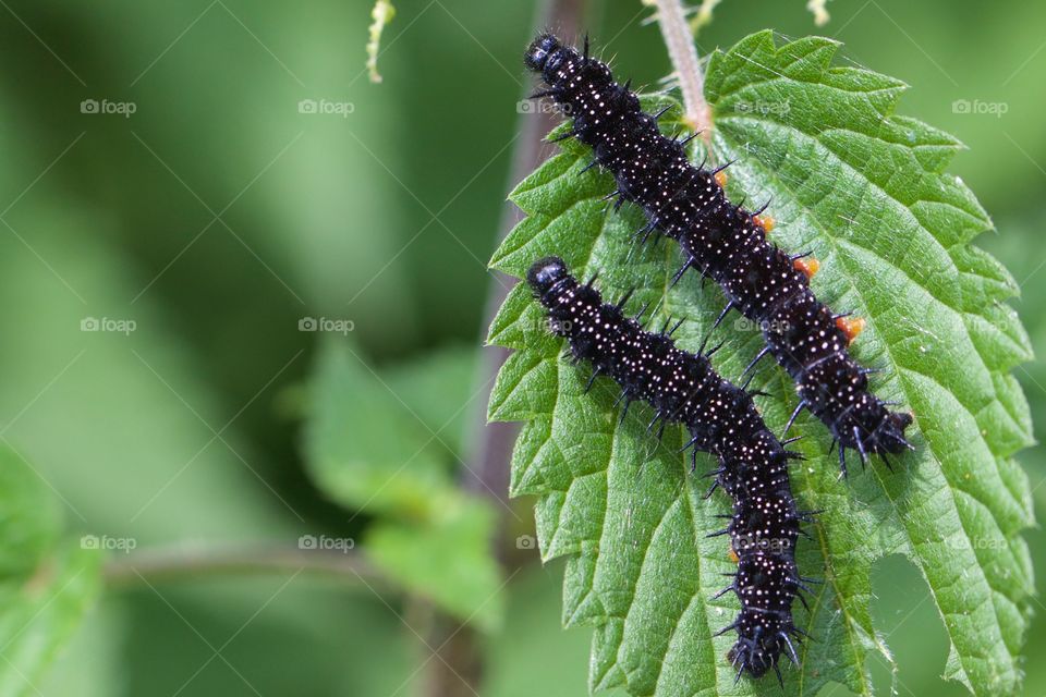 Two black caterpillars on leaf