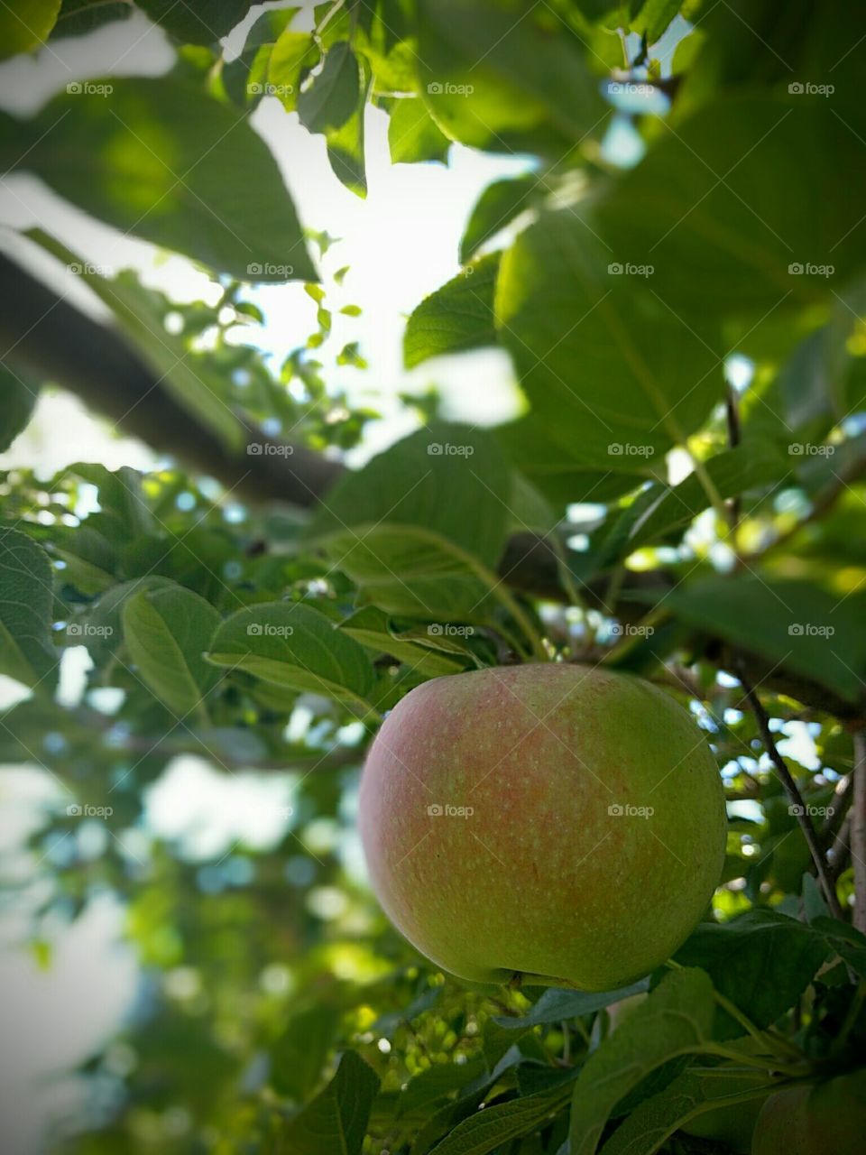 The Lonely Apple