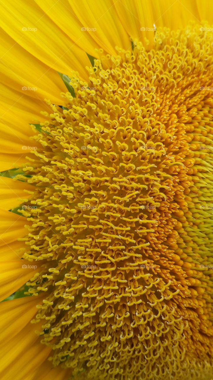 macro sunflower