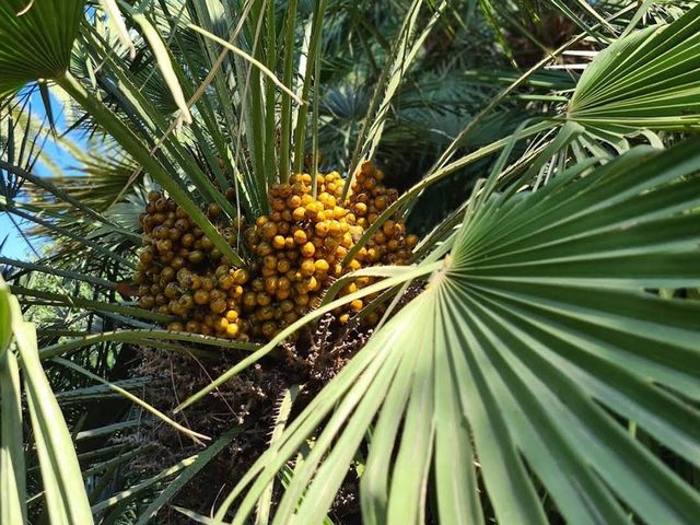 Palm fruit