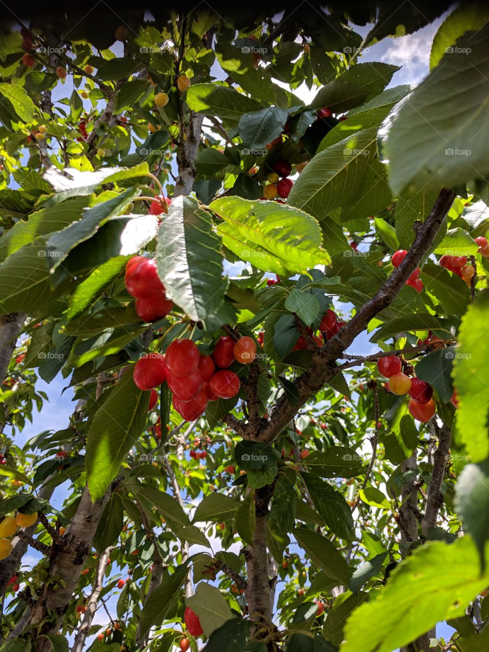 It must be Christmas, it's cherry time