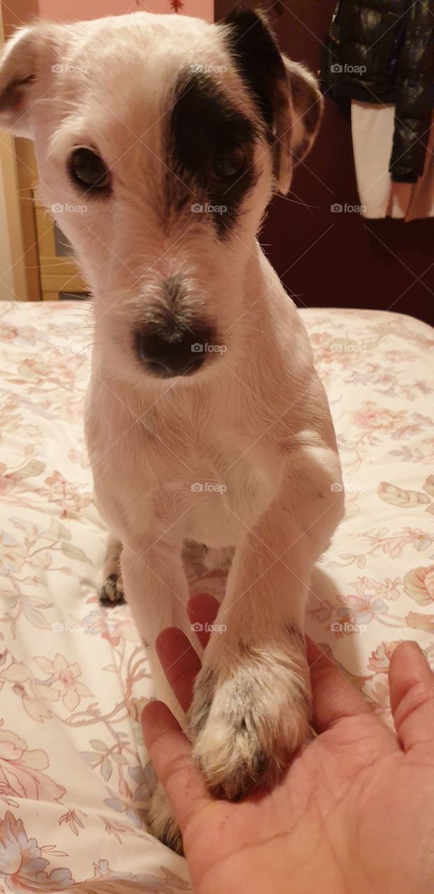 Parson Russell Terrier