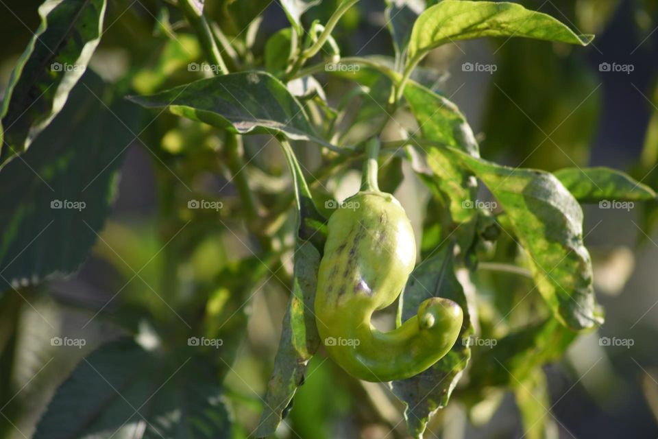 Green Pepper