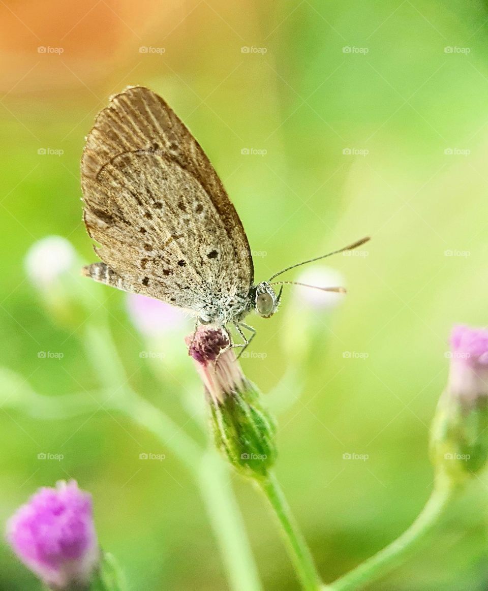 Pale Grass Blue Butterfly