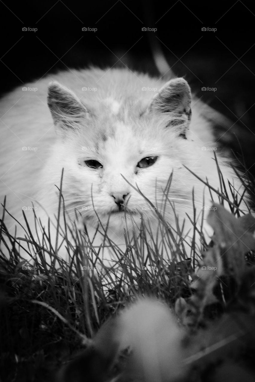 Cat Bw 