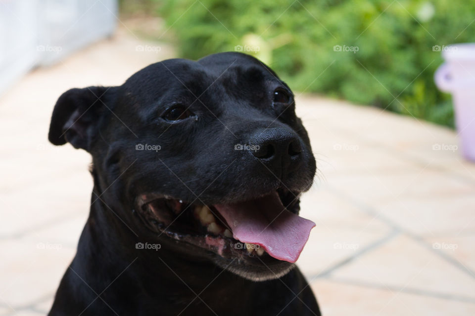 Smiling Staffy