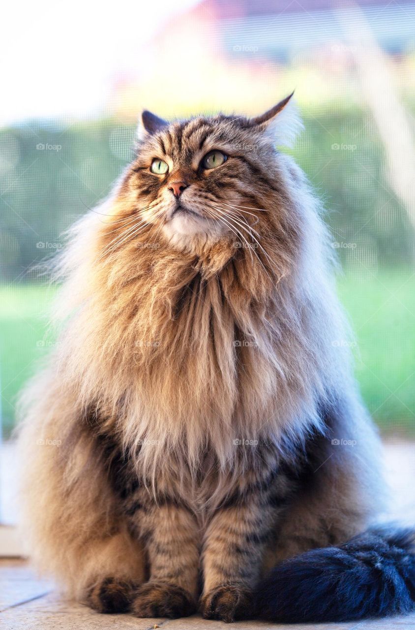 Adorable long haired cat of siberian breed looking up in the garden. Male gender and brown tabby colour 