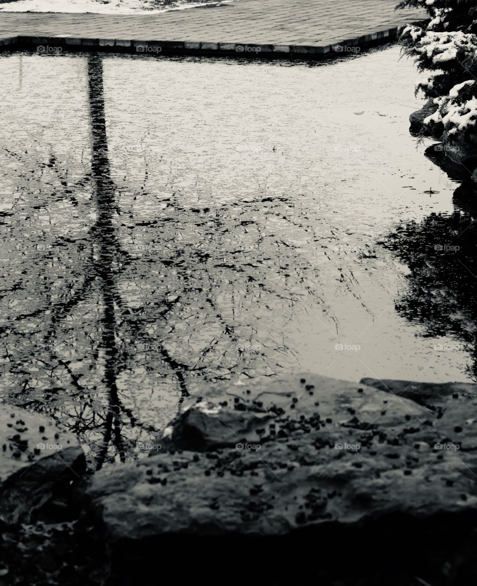 Monochrome Reflections Of A Tree In A Pond