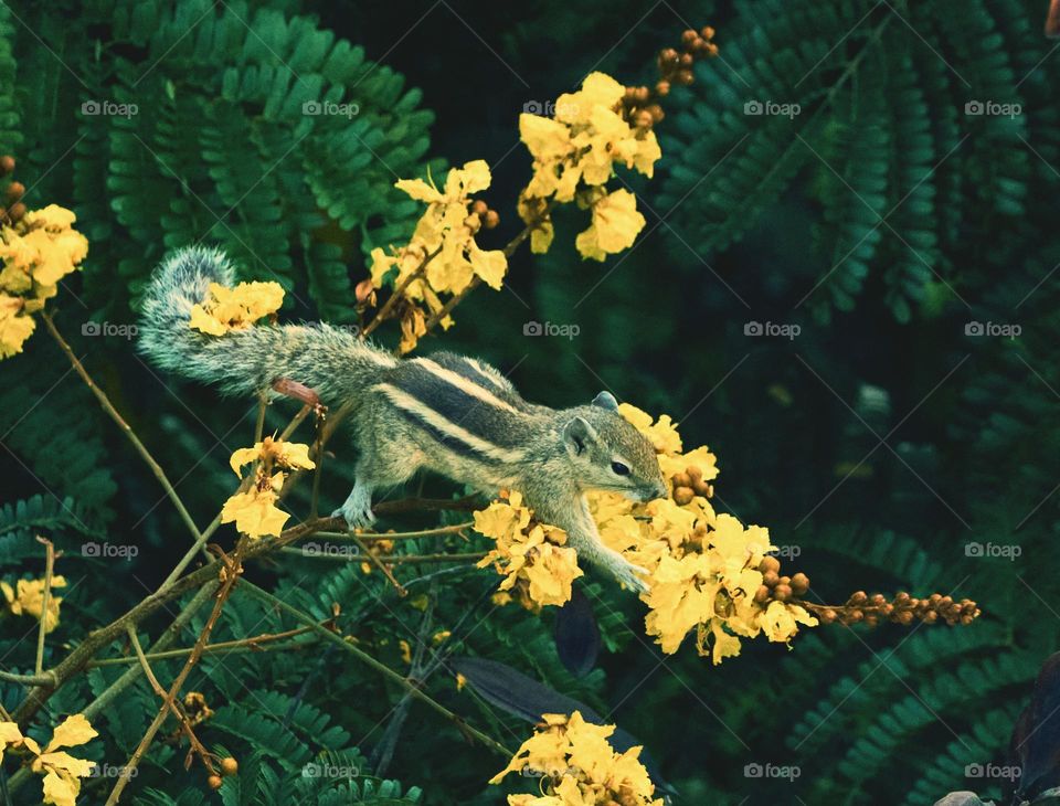 Squirrel eating yellow flower