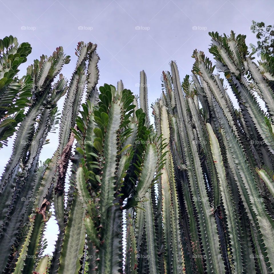 the cactus plant Cereus peruvianus which reminds you of a cowboy movie.  Posture tall, equipped with thorns along the plant line