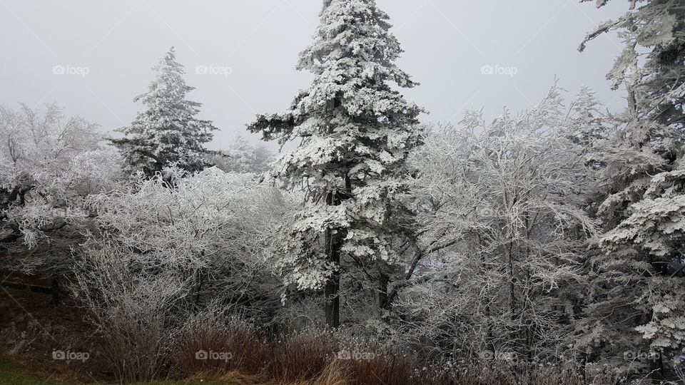 Early but already deep winter in the Great Smokeys. Snow weighing down the proud evergreens.