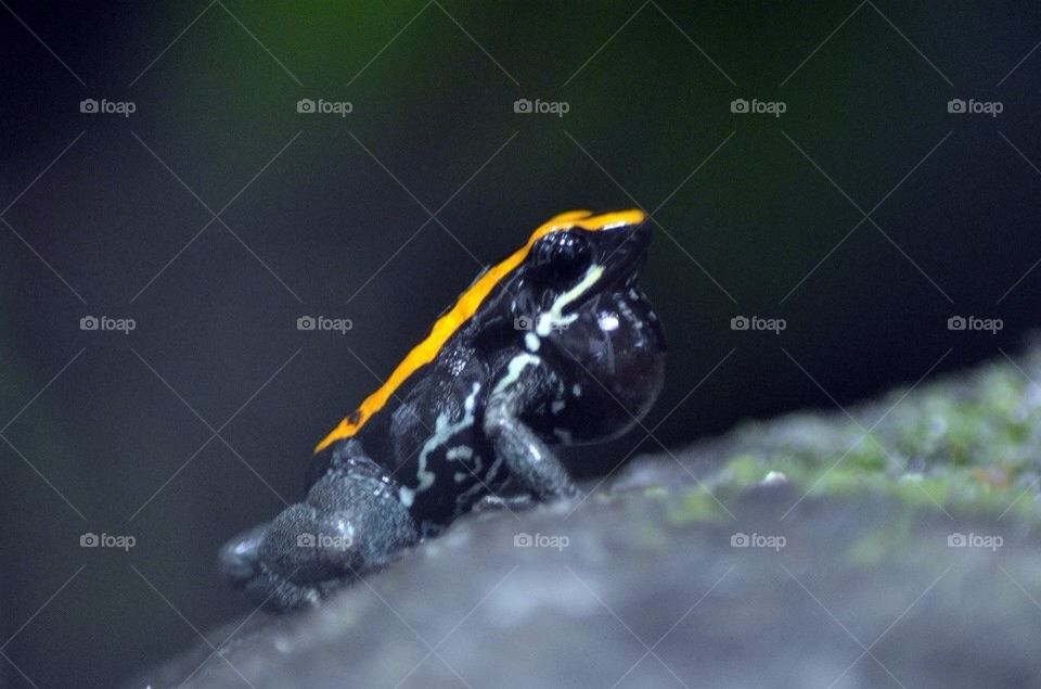Orange and Black Dart Frog